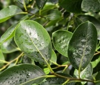 Diospyros 'Nikita's Gift' - Kaki boom 'Nikita's Gift' - 1