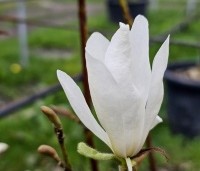 Magnolia kobus 'Isis' - Magnolia 'Isis' - 1