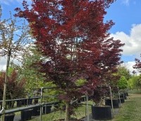 Acer palmatum 'Fireglow' - Japanse Esdoorn 'Fireglow' - 4