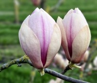 Magnolia soulangeana 'Sundew' - Magnolia 'Sundew' - 2