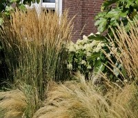 Stipa tenuissima 'Ponytails' - Vedergras 'Ponytails' - 1