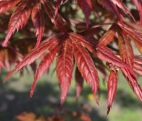 Acer palmatum 'Trompenburg' - Japanse Esdoorn 'Trompenburg' - 4