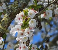 Prunus 'Umineko' - Prunus umineko - 1