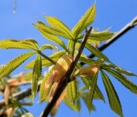 Aesculus flava 'Vestita' - Gele pavia - 1