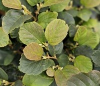 Fothergilla major - Lampepoetserstruik major - 1