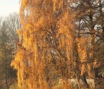 Treurberk aan waterkant in herfst kleuren