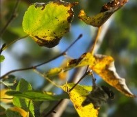 Tilia cordata - Winterlinde - 5