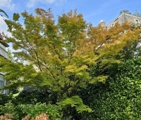 Acer palmatum - Japanse Esdoorn - herfstverkleuring is begonnen