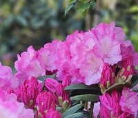 Rhododendron yakushimanum 'Polaris' - Rododendron    - 1