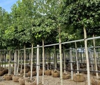 Liquidambar styraciflua 'Gum Ball' - Amberboom 'Gum Ball' - 5