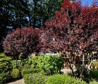 Prunus cerasifera 'Nigra' - Roodbladige kerspruim - 3
