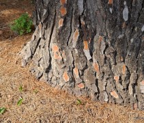Pinus Pinaster