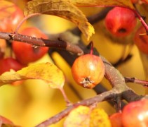 vruchten Malus 'Evereste'