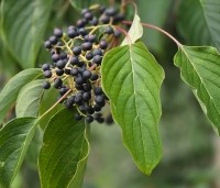 Cornus controversa - Reuzenkornoelje - 6