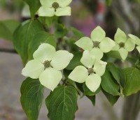 Cornus kousa 'Schmetterling' - Japanse grootbloemige kornoelje 'Schmetterling' - 2
