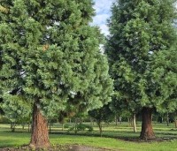 Sequoiadendron giganteum - Mammoetboom - 1