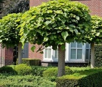 Catalpa bignonioides 'Nana' - Bolcatalpa - 3