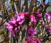 Cercis siliquastrum - Judasboom - 1