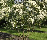 Cornus kousa - Japanse grootbloemige Kornoelje - 4