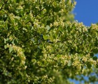 Tilia cordata 'Böhlje' - Winterlinde 'Böhlje' - 1