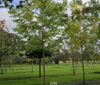 Carya illinoinensis - Pecannoot - 1