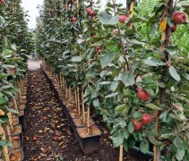 Malus dom. 'Red Lane'