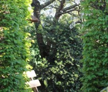 Prunus avium 'Regina'