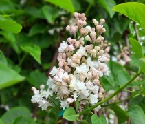 Syringa vulgaris 'Beauty of Moscow'