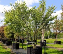 Zelkova Serrata