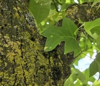 Liriodendron tulipifera - Tulpenboom - 3