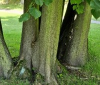 Tilia cordata - Winterlinde - 1