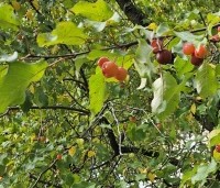 Malus 'Evereste' - Sierappel - 2