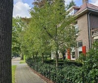 Malus 'Evereste' - Sierappel - 1