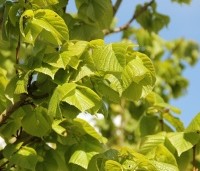 Tilia platyphyllos - Zomerlinde - 5