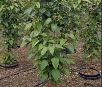 Clerodendrum trichotomum fargesii - Clerodendrum trichotomum  - 5