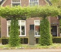 Carpinus dakvormen met beveerde stam