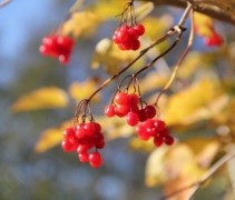 Viburnum Opulus