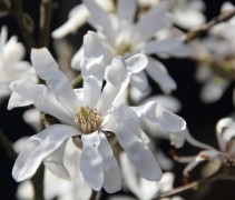 Magnolia Stellata bloem geopend