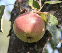Pyrus communis 'Zoete Brederode' stoofpeer