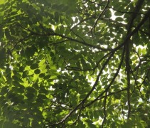 Uiensoepboom bladerendek van de meerstammige boom