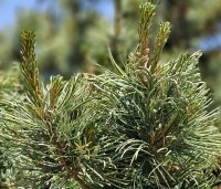 Pinus parviflora 'Glauca' - Japanse witte den 'Glauca' - 1