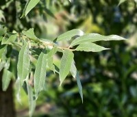 Salix alba - Schietwilg - 2