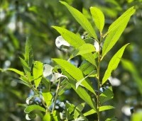 Salix alba - Schietwilg - 1