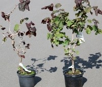 Corylus avellana 'Red Majestic' - Rode kronkelhazelaar - pot 21 cm