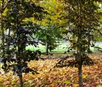 Fagus sylvatica 'Riversii' - Rode Beuk 'Riversii' - herfst