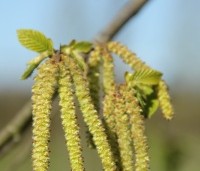 Ostrya carpinifolia - Hopbeuk - 4