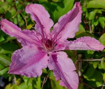 Clematis Hagley Hybrid in volle bloei