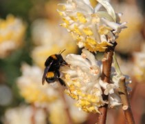 Edgeworthia Grandiflora