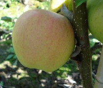 Malus domestica 'Pinova' zelfbestuivende aromatisch en sappige handappel