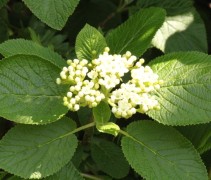 Wollige sneeuwbal - vakbeplanting met witte bloemen